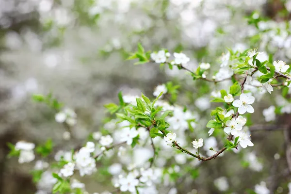 Blühender Baum mit weißen Blumen — Stockfoto