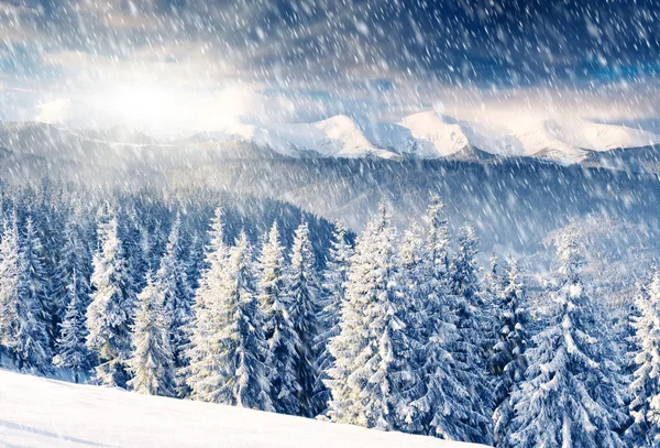 Prachtig winterlandschap — Stockfoto