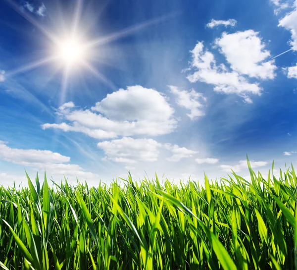 Beautiful spring field with a green grass — Stock Photo, Image