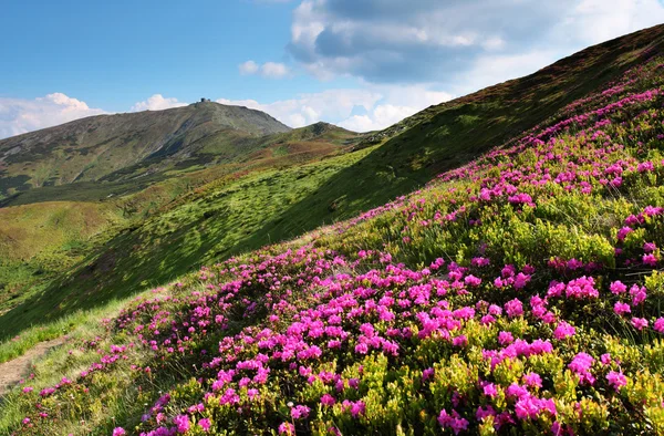 Flores de rododendro rosa na montanha de verão — Fotografia de Stock