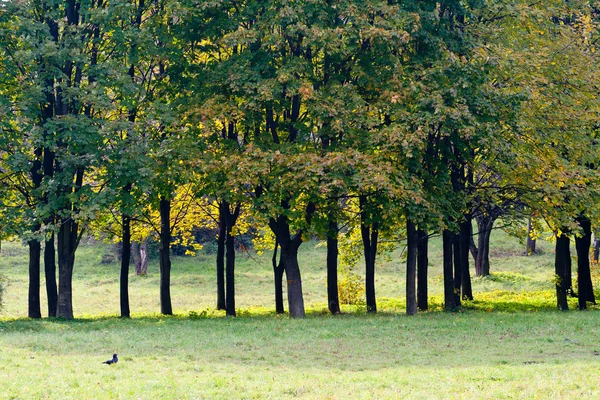 Javorového listí v podzimním lese — Stock fotografie