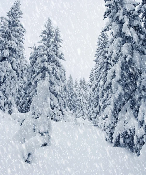 Schöne Winterlandschaft — Stockfoto