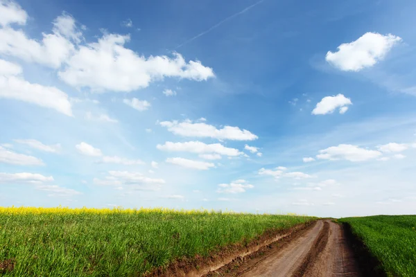 Beautiful spring field — Stock Photo, Image