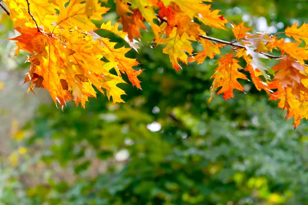 秋の森に紅葉. — ストック写真