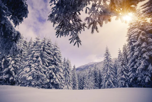 Panorama de Inverno de bonito — Fotografia de Stock