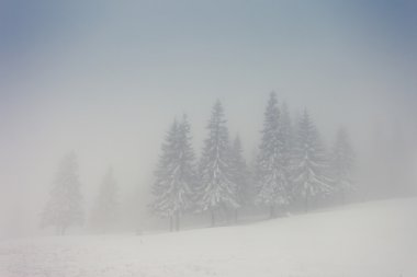 Güzel kış manzarası