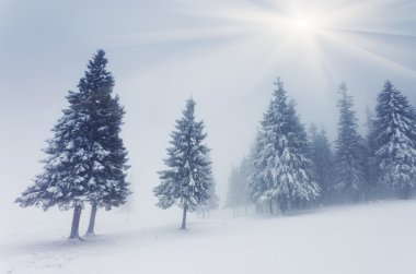 Güzel kış manzarası