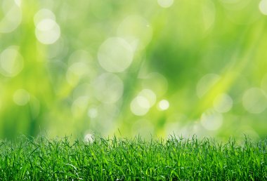 doğal yeşil çimen