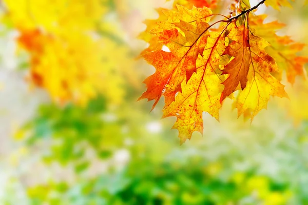 Liście w jesiennym lesie. — Zdjęcie stockowe