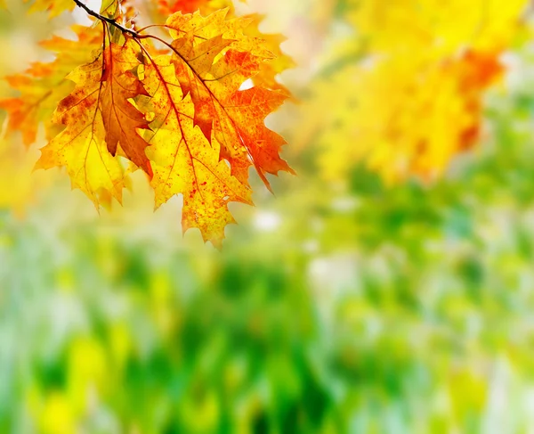 Bladeren in het herfstbos. — Stockfoto