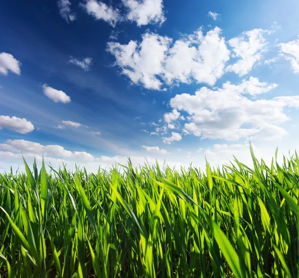 Bellissimo campo primaverile — Foto Stock