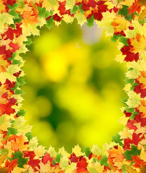 Frame with autumn maple leaves. — Stock Photo, Image