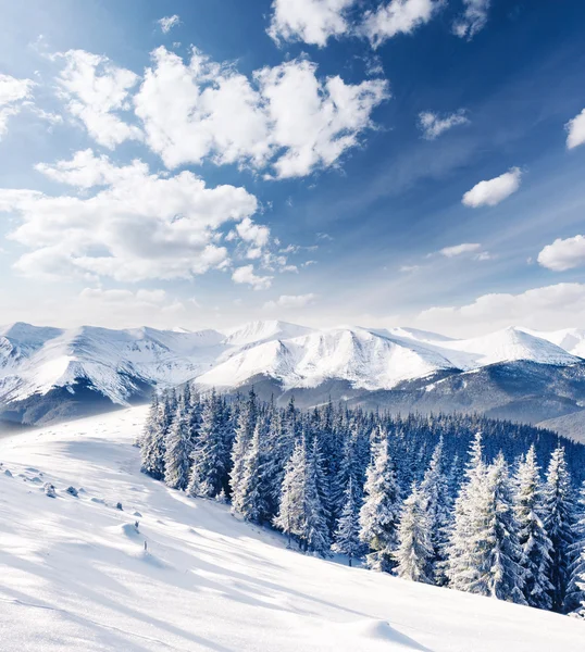 Vackert vinterlandskap — Stockfoto