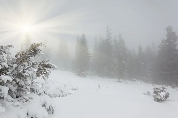 Prachtig winterlandschap — Stockfoto