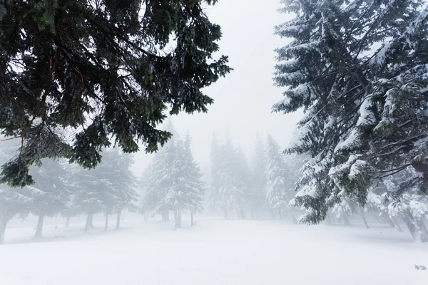 Bellissimo paesaggio invernale — Foto Stock