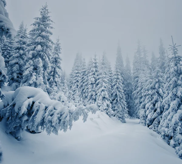 Krásná zimní krajina — Stock fotografie