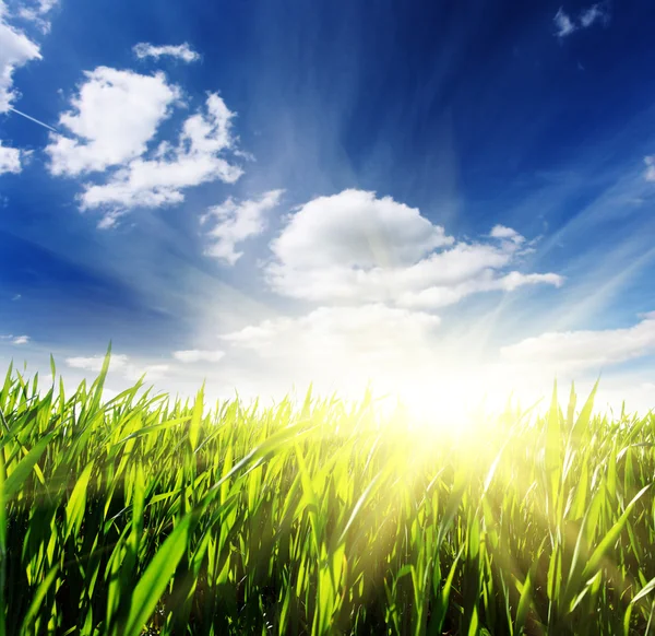 Hermoso campo de primavera — Foto de Stock