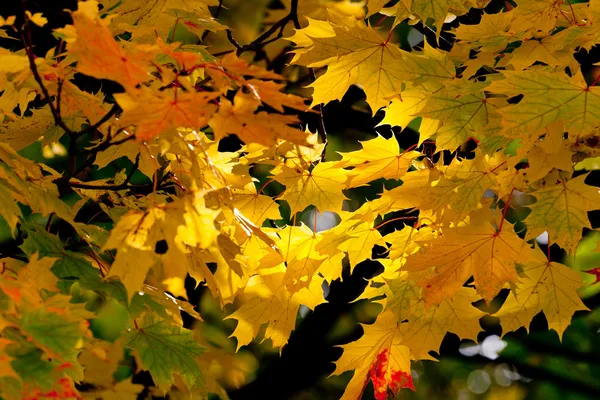 Javorového listí v podzimním lese. — Stock fotografie