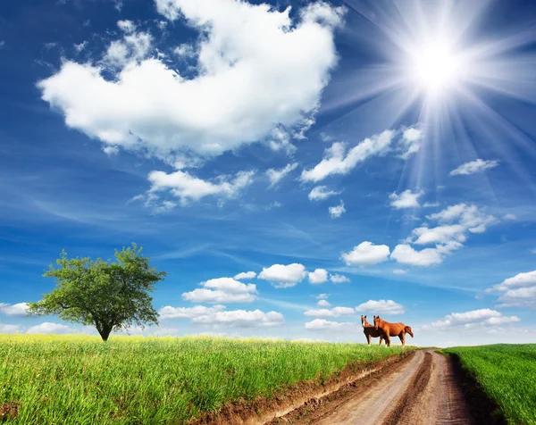 Caballos en un pastizal de verano — Foto de Stock