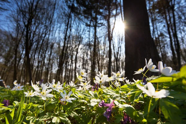 Bellissimo fiore — Foto Stock