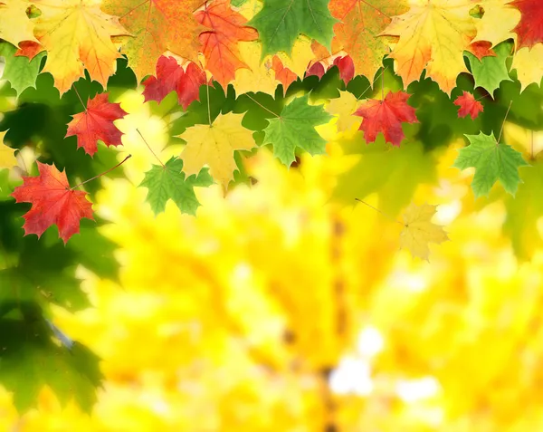 रंगीत शरद ऋतूतील पाने — स्टॉक फोटो, इमेज