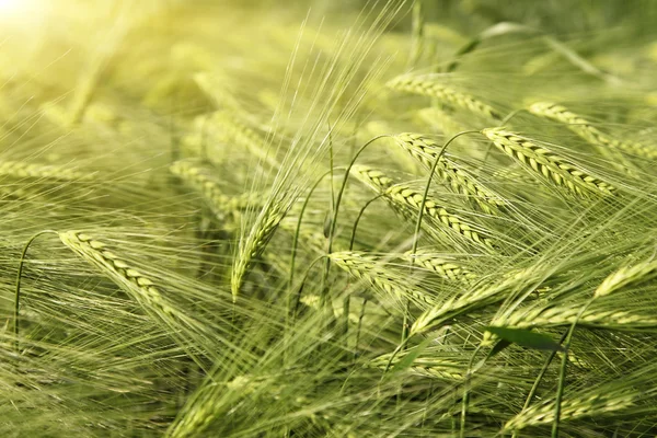 Sabah buğday bahar — Stok fotoğraf