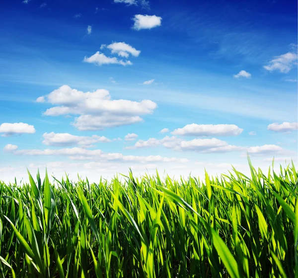 Spring flower with a green grass — Stock Photo, Image