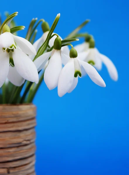 Gouttes de neige dans un vase — Photo