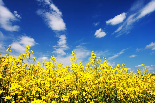 Gult fält raps i blom med blå himmel — Stockfoto