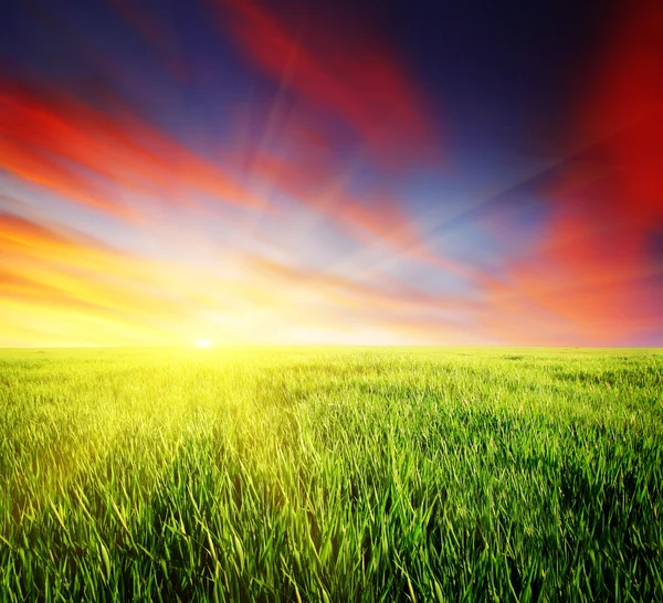 Puesta de sol sobre el campo con hierba verde — Foto de Stock