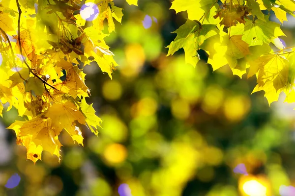 Bladeren op de takken — Stockfoto