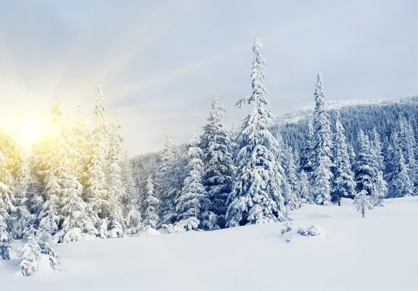 美しい冬の風景 — ストック写真