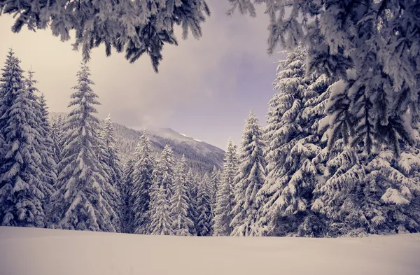 아름다운 겨울 풍경 — 스톡 사진