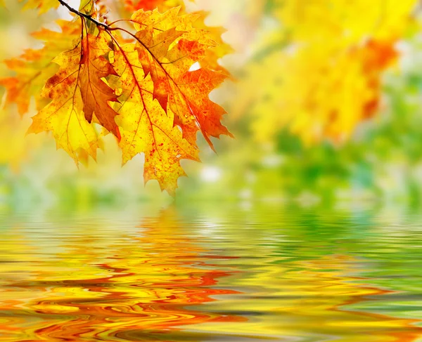 Foglie colorate autunno — Foto Stock