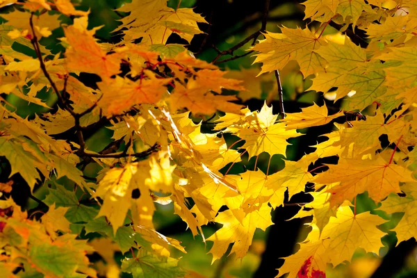 Maple leaves — Stock Photo, Image