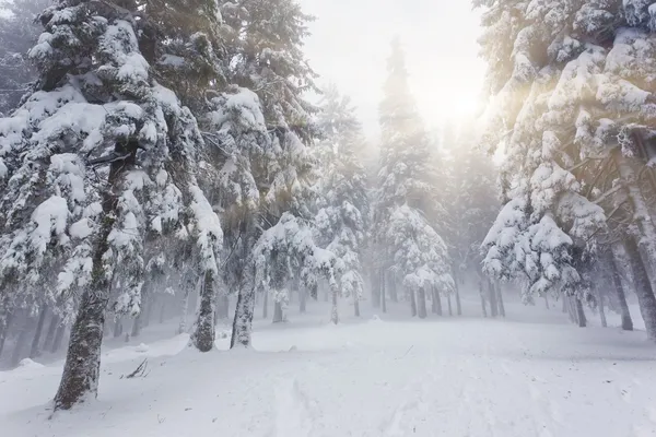 Bellissimo paesaggio invernale — Foto Stock