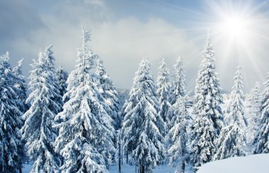 Güzel kış manzarası