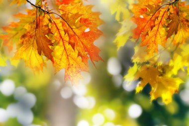 yaprakları ve dalları üzerinde