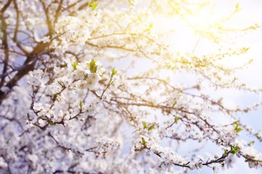 Yeni gelişen ağaç beyaz çiçekli