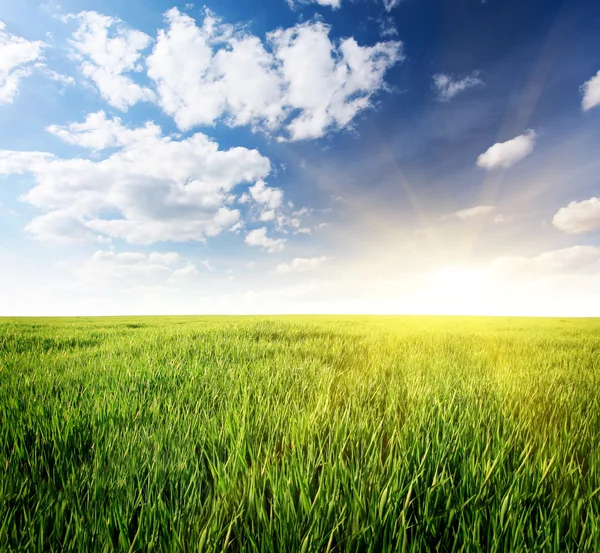 Lente veld met een groen gras — Stockfoto