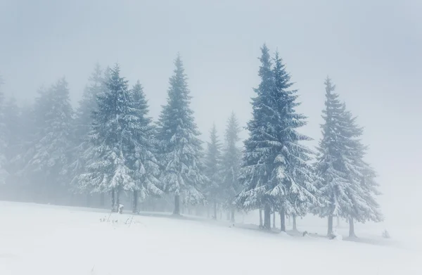 Vackert vinterlandskap — Stockfoto