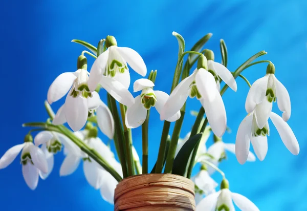 Perce-neige bouquet dans un vase — Photo