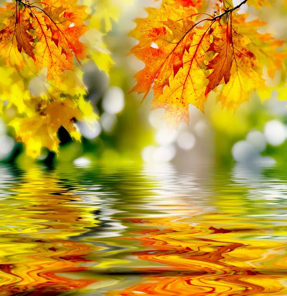 Bunte Herbstblätter — Stockfoto