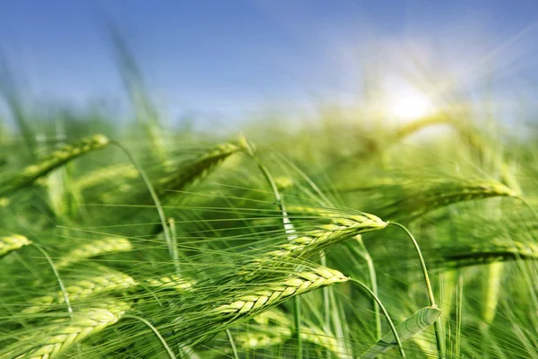 Fresh morning wheat — Stock Photo, Image