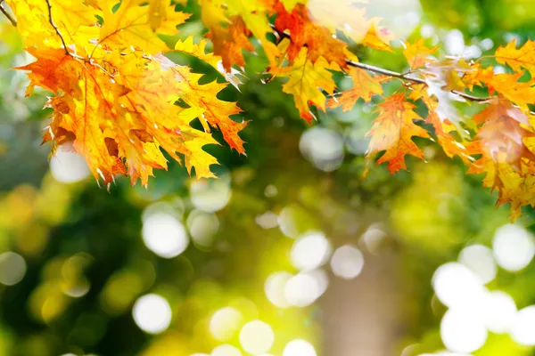 Bladeren in het herfstbos. — Stockfoto