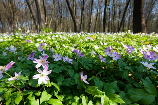 Foresta con bellissimo fiore. — Foto Stock