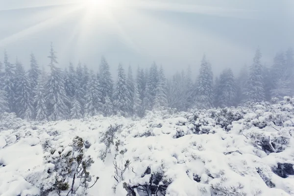 Bellissimo paesaggio invernale — Foto Stock