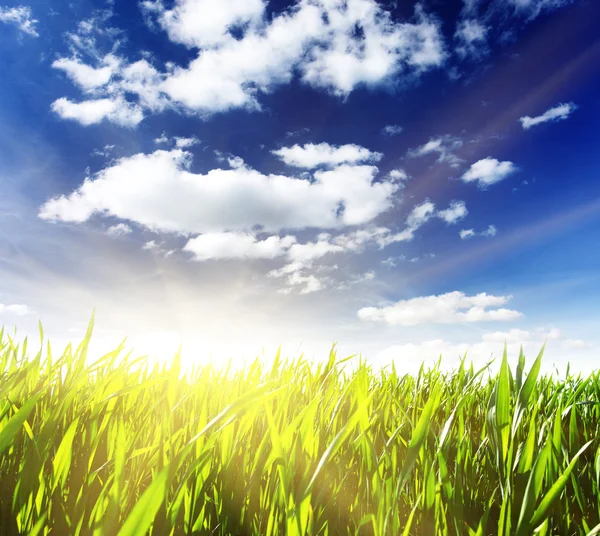 Весна поле с зеленой травы — стоковое фото