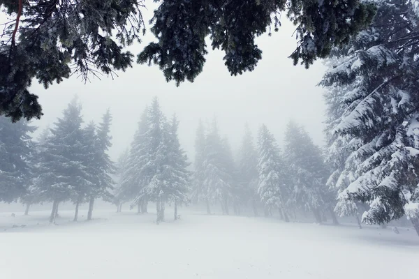 Linda paisagem de inverno — Fotografia de Stock