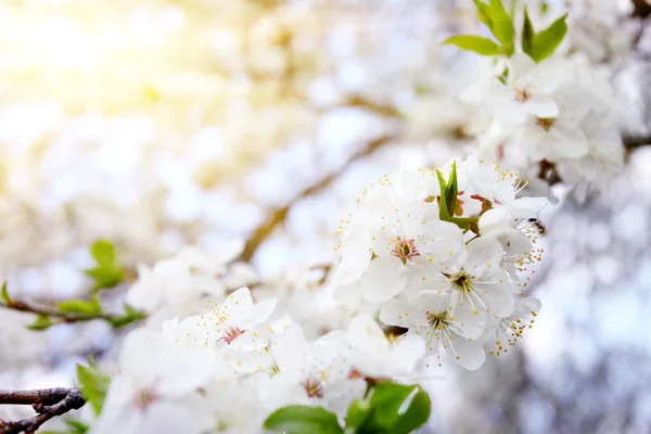 白い花を開花ツリー — ストック写真